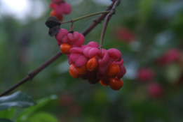 Euonymus europaeus Wilde kardinaalsmuts bestellen